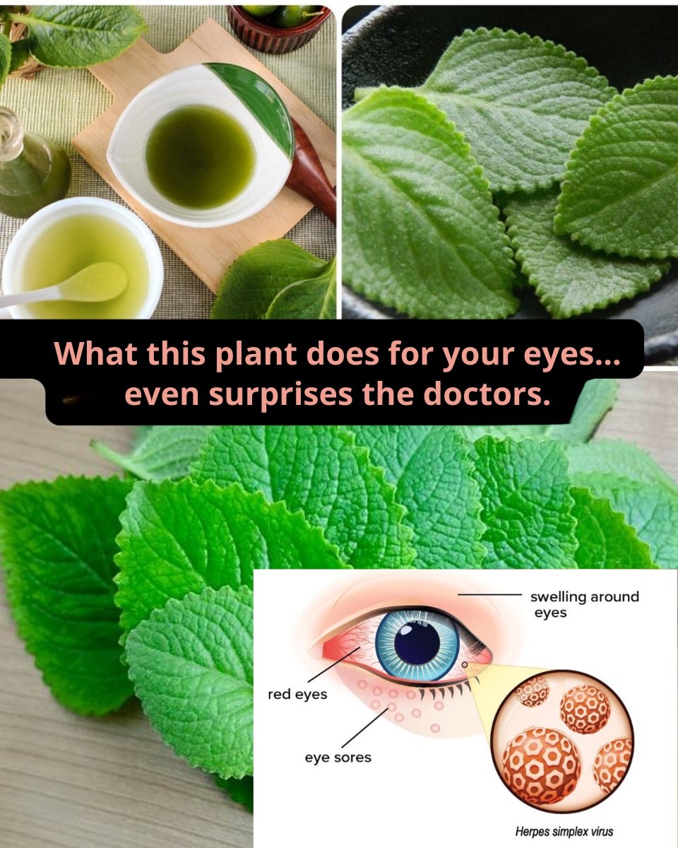 🌿 Oregano Is Doing What Eye Drops Can’t: The Natural Secret People Are Using for a Clearer, Brighter View