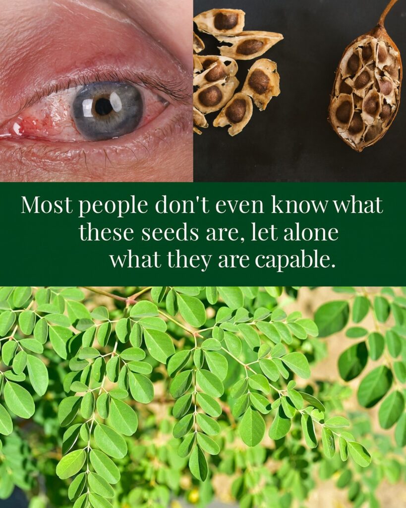 12 Moringa Seed Benefits You’ll Never Hear from Your Doctor (But You Should Know)