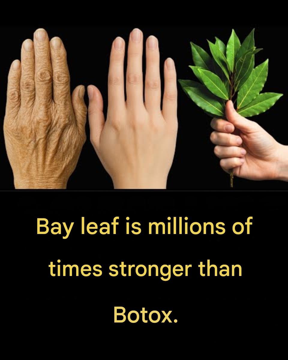 🌿 Bay Leaf: Nature’s Gentle Secret for Smoother, Youthful-Looking Skin ✨🍃