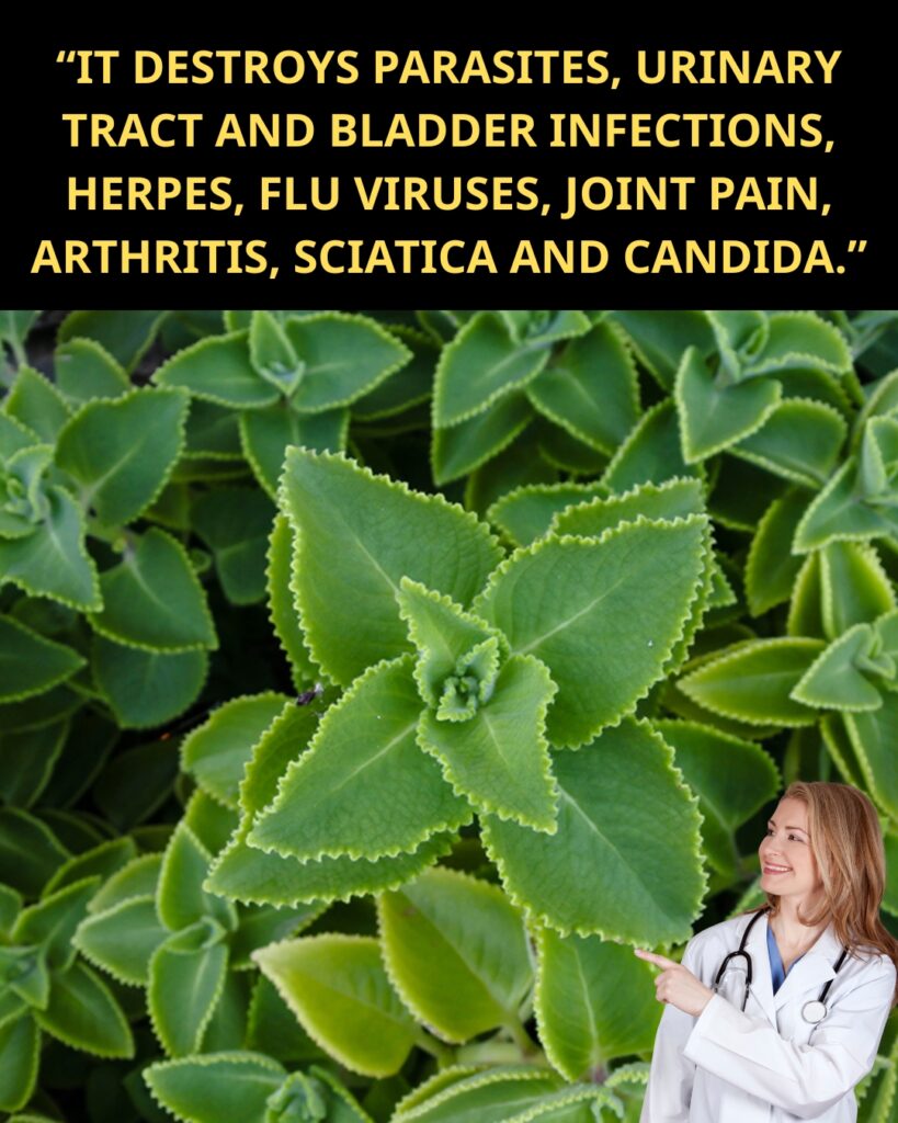 🌿 Oregano: Nature’s Small but Mighty Healer