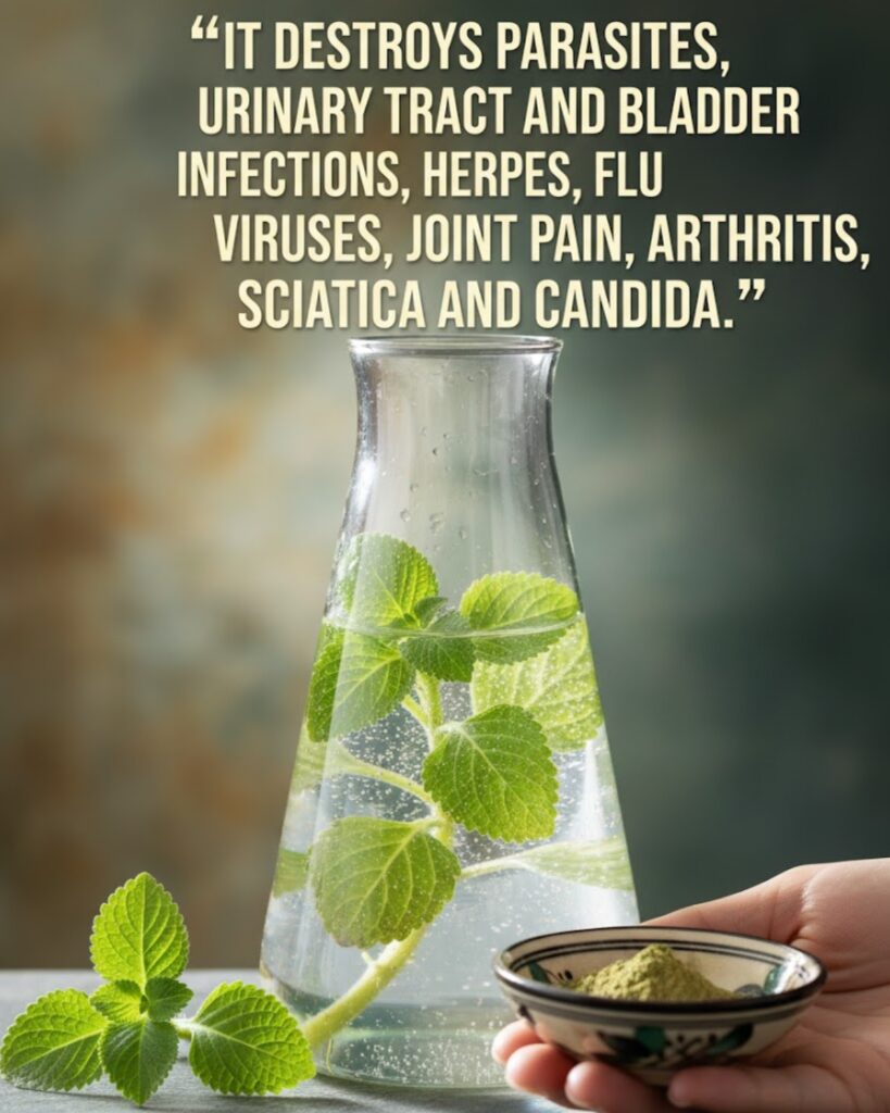 The Ancient Herb Modern Science Can’t Ignore: Why Oregano Keeps Showing Up in Wellness Conversations