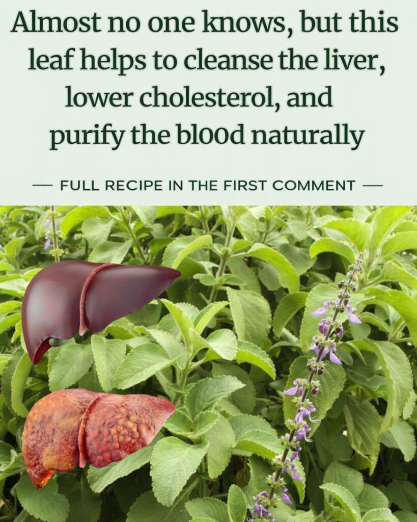 Boldo Depurative: Natural Detox Infusion to Cleanse the Body