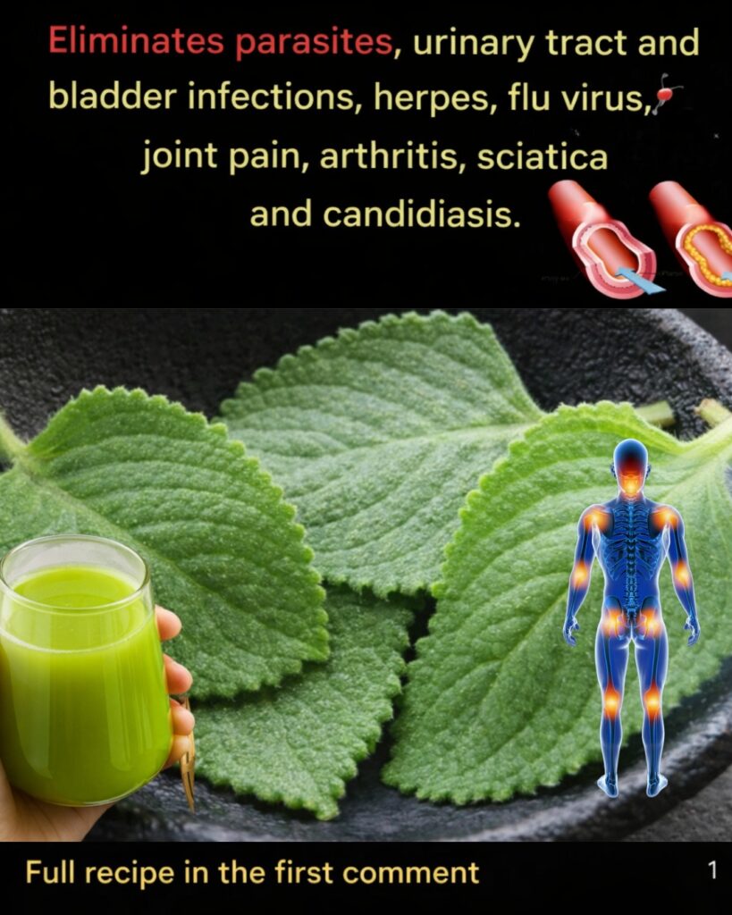 🌿 Oregano: Small in size, powerful in natural healing