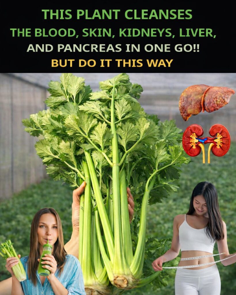 Celery for the Kidneys and Liver: The Natural Cleanser Your Body Will Thank You For