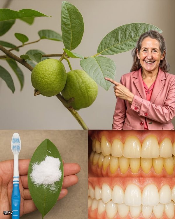  Unlock the Hidden Power of Guava Leaves: Can This Ancient Remedy Save Your Teeth?