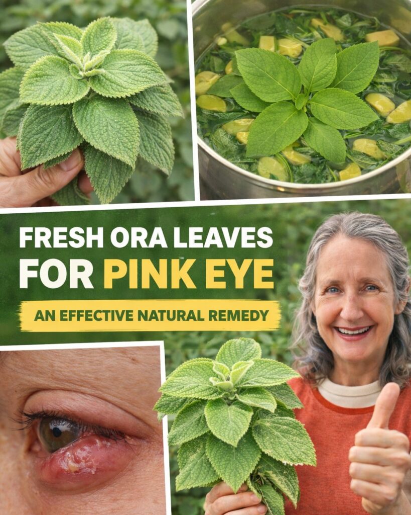 Oregano Orejón: The Little-Known Herb That May Help Guard Your Eyesight