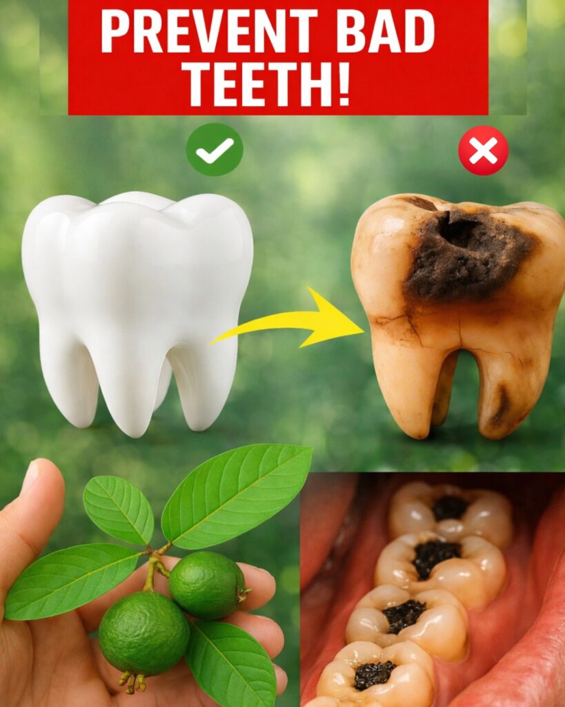 Did You Know 92% of Americans Over 50 Have At Least One Cavity Right Now—While This One Backyard Leaf Is Quietly Reversing Decay Without a Single Drill?