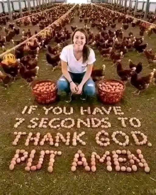 Baked cabbage steaks