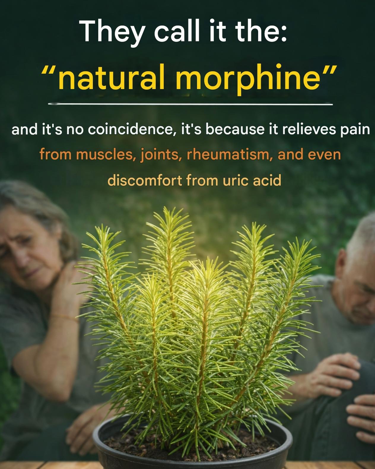 Rosemary: The Natural “Morphine” for Pain, Rheumatism, and Gout Relief