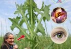 The Surprising Health Benefits of Prickly Lettuce: Nature’s Overlooked Superfood Growing in Your Backyard