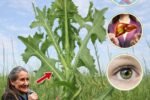 The Surprising Health Benefits of Prickly Lettuce: Nature’s Overlooked Superfood Growing in Your Backyard