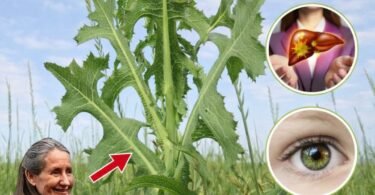 The Surprising Health Benefits of Prickly Lettuce: Nature’s Overlooked Superfood Growing in Your Backyard