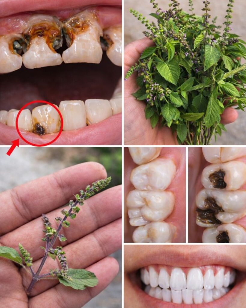 Holy Basil (Tulsi) for Oral Health: A Natural Way to Support Stronger Teeth, Healthier Gums, and Fresher Breath