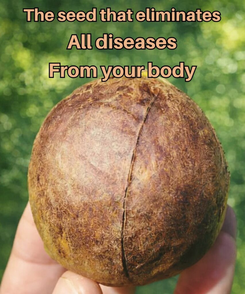 Discover the Hidden Potential of Avocado Seeds: A Guide to Their Properties, Uses, and Safe Consumption for Everyday Wellness