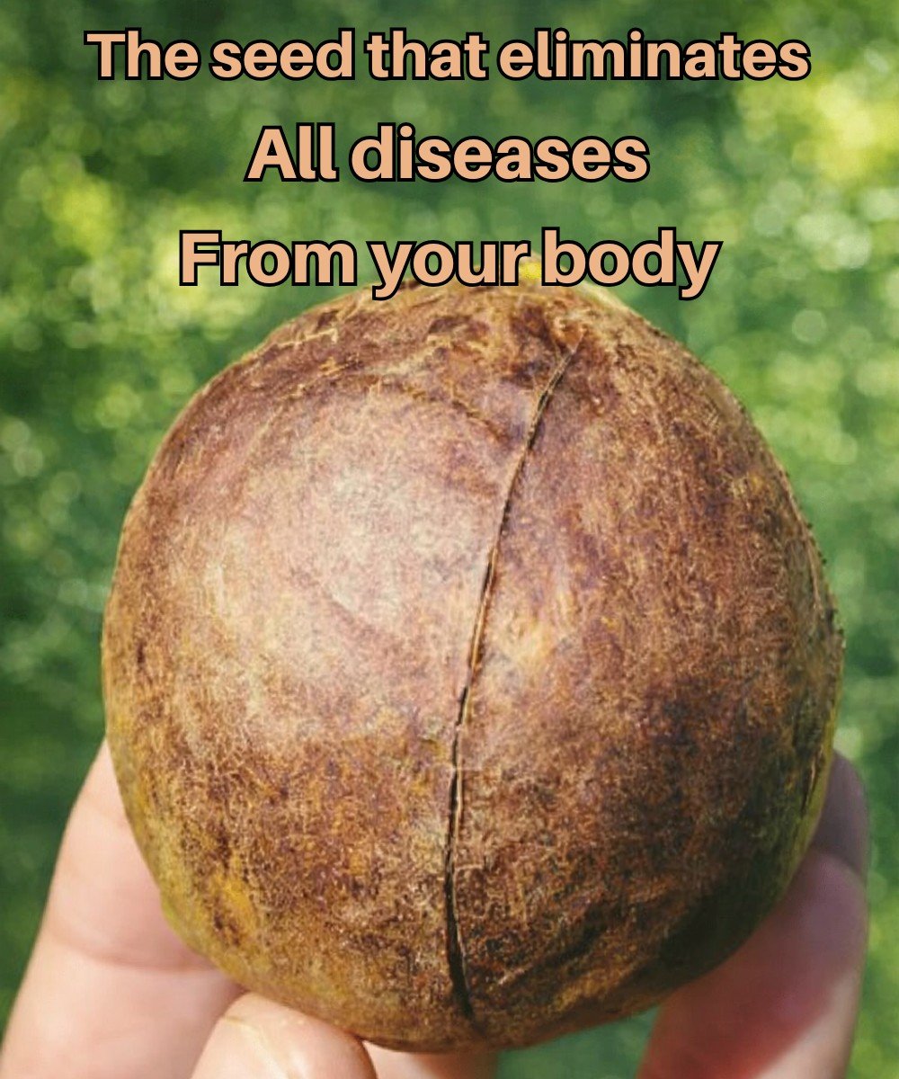 Discover the Hidden Potential of Avocado Seeds: A Guide to Their Properties, Uses, and Safe Consumption for Everyday Wellness