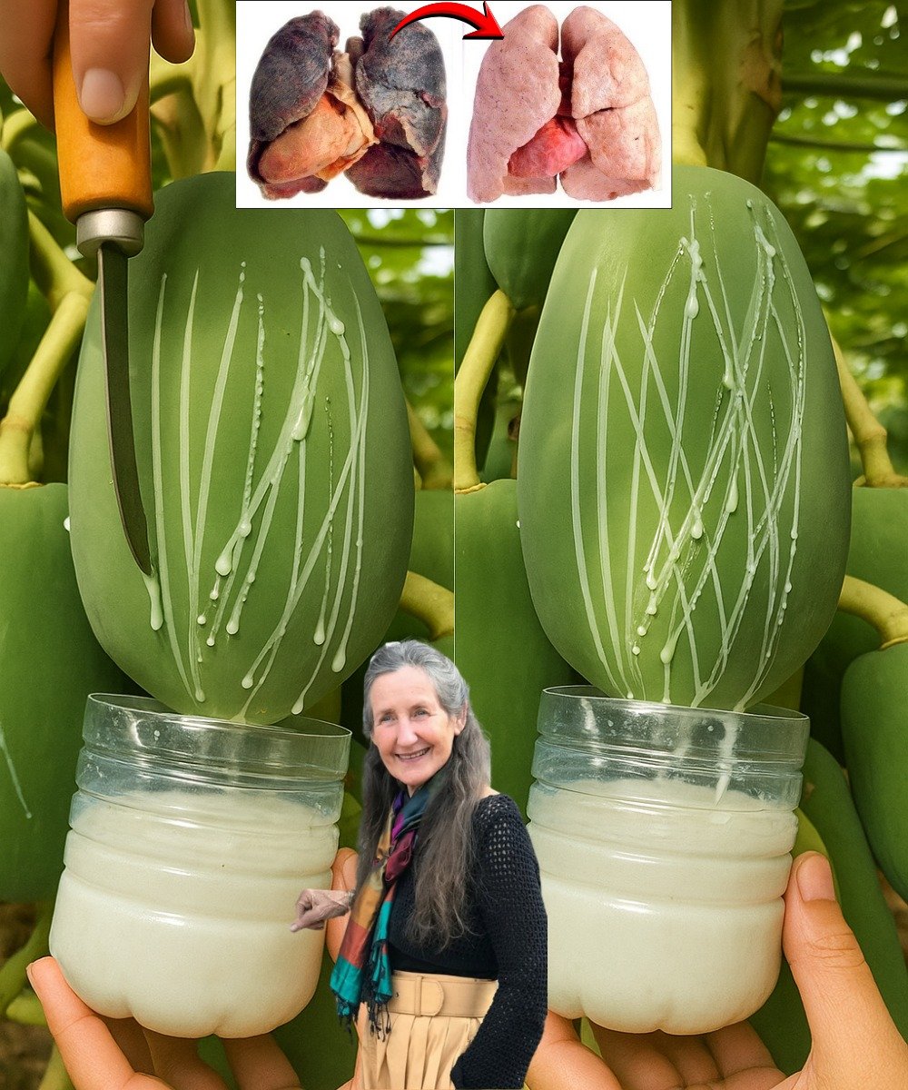 Unlock the Secret Milky Miracle Hidden in Every Papaya: The Sap That Heals, Beautifies, and Transforms Your Life