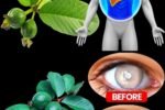 17 Surprising Guava Leaves Benefits You Never Knew About – The Overlooked Natural Powerhouse Transforming Health for Americans Over 40