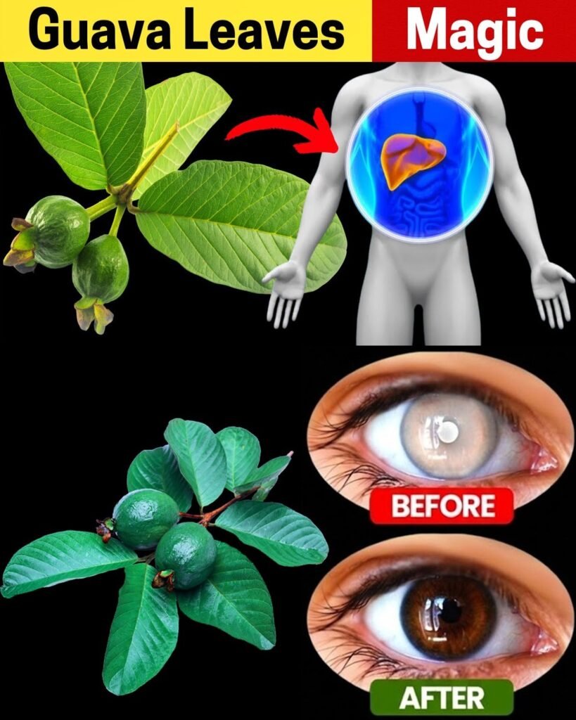 17 Surprising Guava Leaves Benefits You Never Knew About – The Overlooked Natural Powerhouse Transforming Health for Americans Over 40