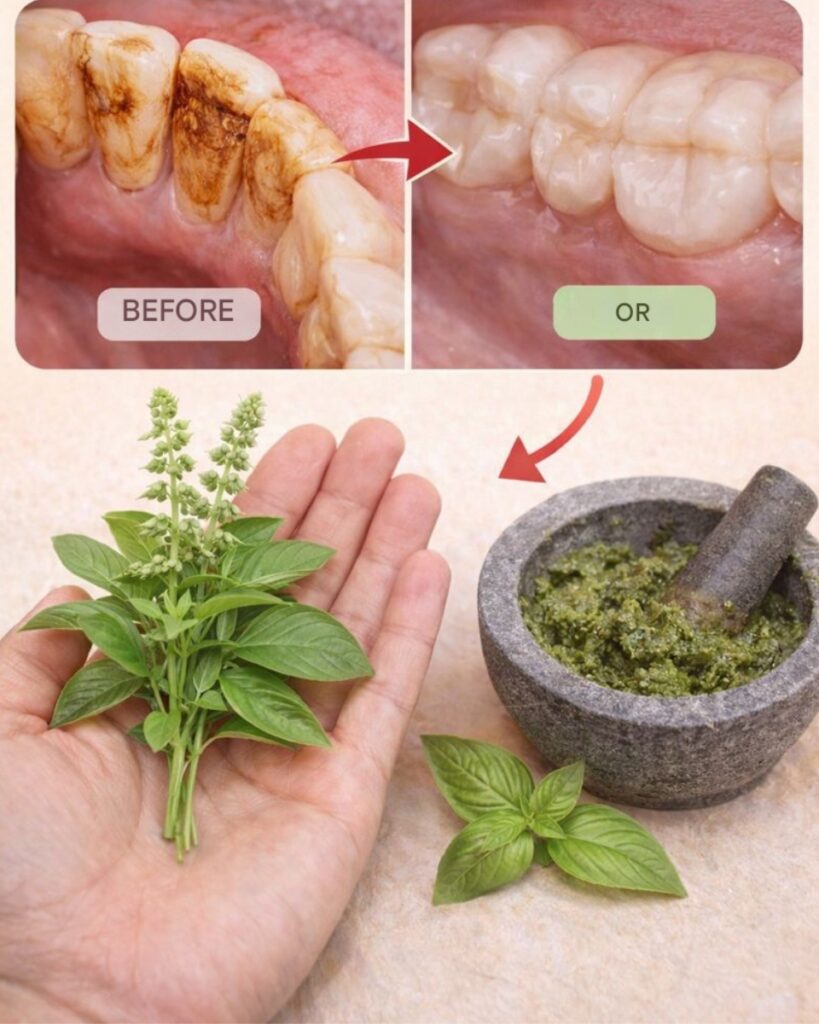 🌿🦷 How Holy Basil (Tulsi) Can Gently Support Your Oral Health Naturally