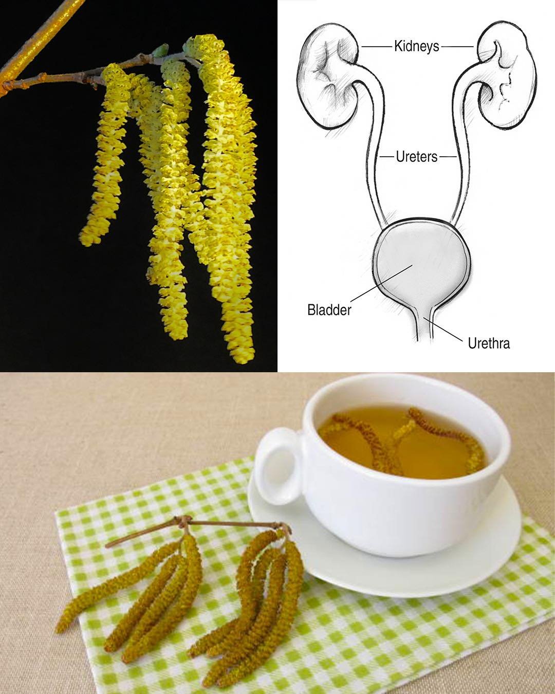 Birch Catkins – Gentle Power for Kidneys, Skin & Natural Detox