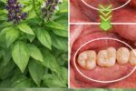 How Holy Basil (Tulsi) May Naturally Support Stronger Teeth, Healthier Gums, Fresher Breath, and Cavity Prevention