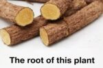 The Root That Soothes Your Stomach and Supports Liver Health Naturally
