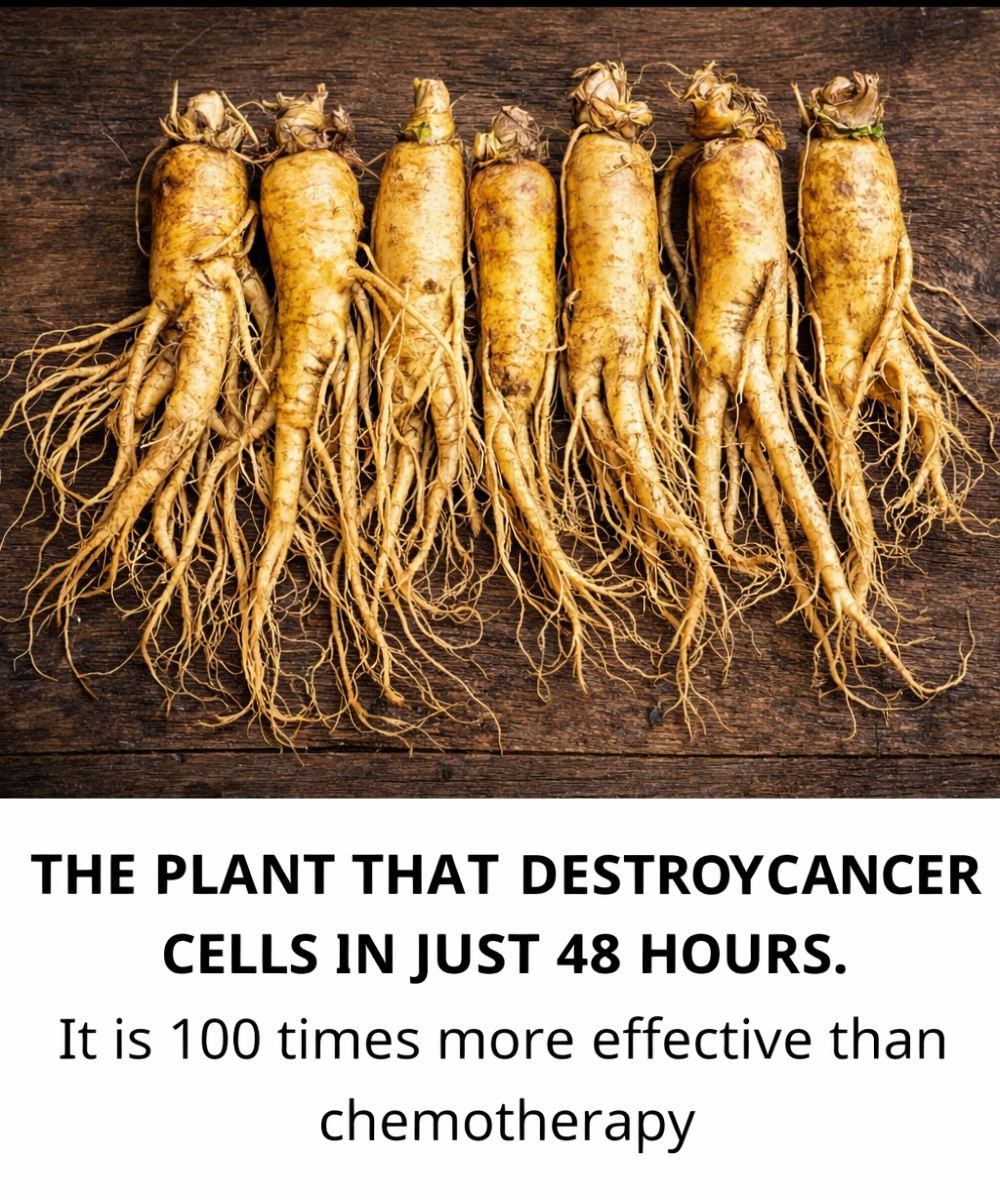 Dandelion Root: A Natural Health Booster That May Support the Body in the Fight Against Cancer