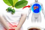 17 Surprising Guava Leaves Benefits You Never Knew About – The Overlooked Natural Powerhouse Transforming Health for Americans Over 40