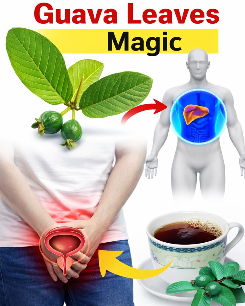 17 Surprising Guava Leaves Benefits You Never Knew About – The Overlooked Natural Powerhouse Transforming Health for Americans Over 40