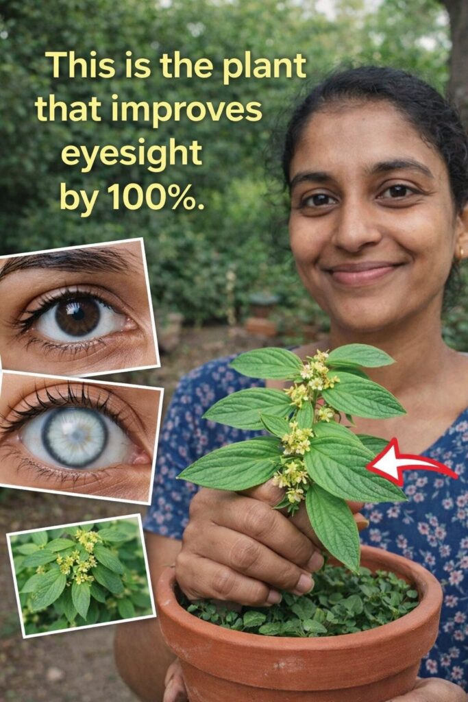 Why Traditional Healers Have Cherished This Common Garden Weed for Eye Comfort for Centuries: The Surprising Story of Euphorbia Hirta