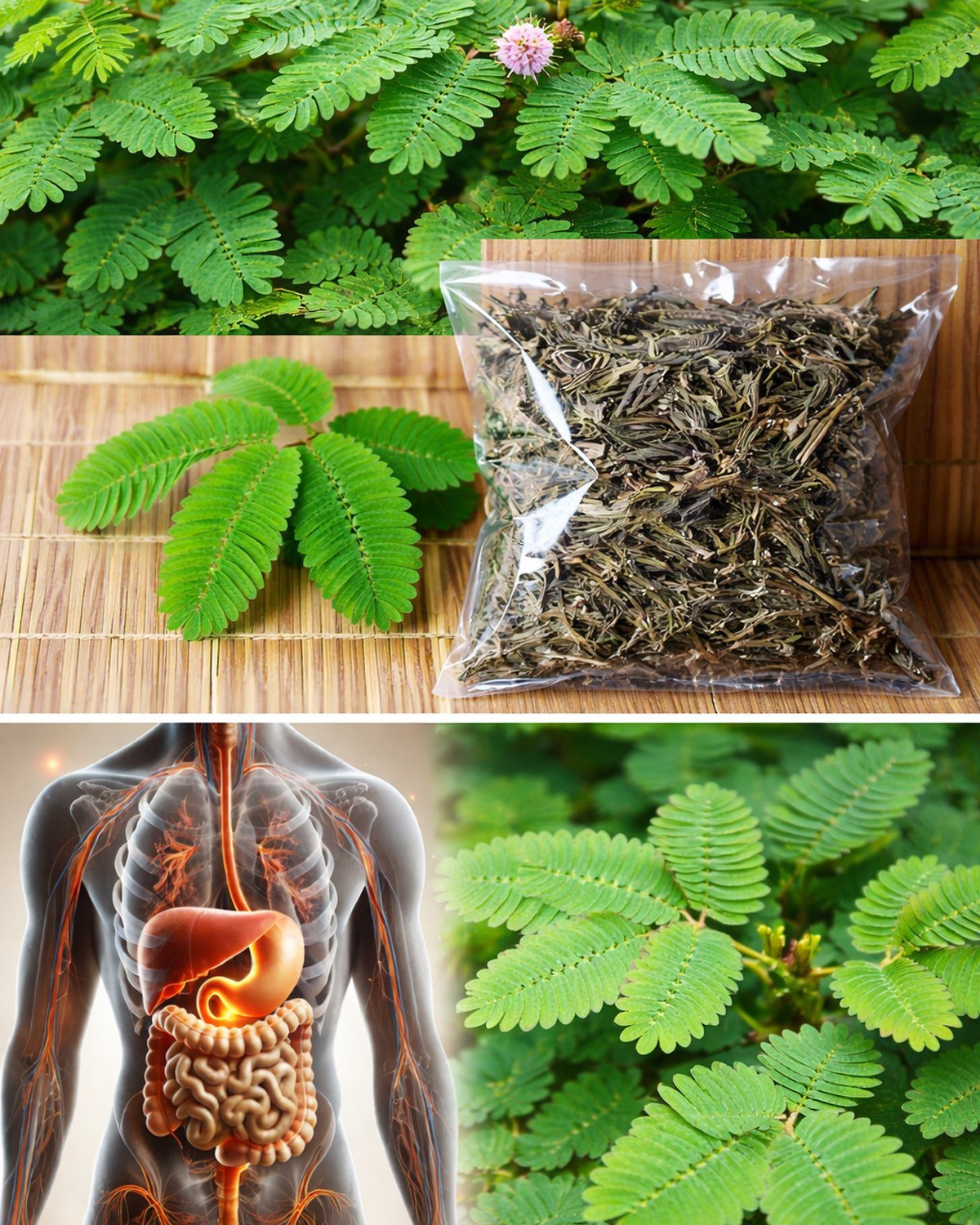The Sensitive Plant That’s Secretly a Health Powerhouse: Unlock the Hidden Benefits of Mimosa Pudica in Just One Read