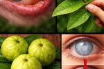 Over 40: 10 Overlooked Ways Guava May Help Support Eye Health Most People Miss (Especially #10)