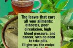 🌿 Natural Leaves That May Help Support Healthy Blood Sugar Levels