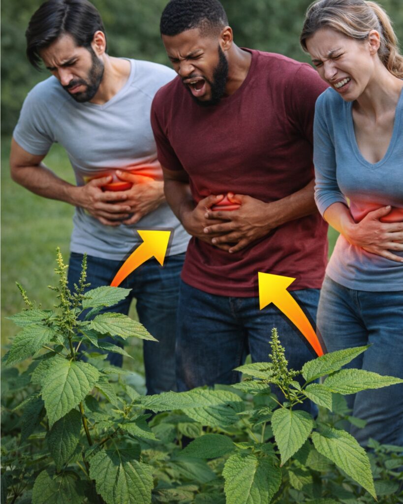 These Vegetables Are Rejuvenating and Cleanse Fat from the Colon and Liver – It’s Beetroot