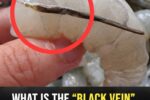 The “Vein” in Shrimp: The Culinary Detail Few Understand (But Many Debate)