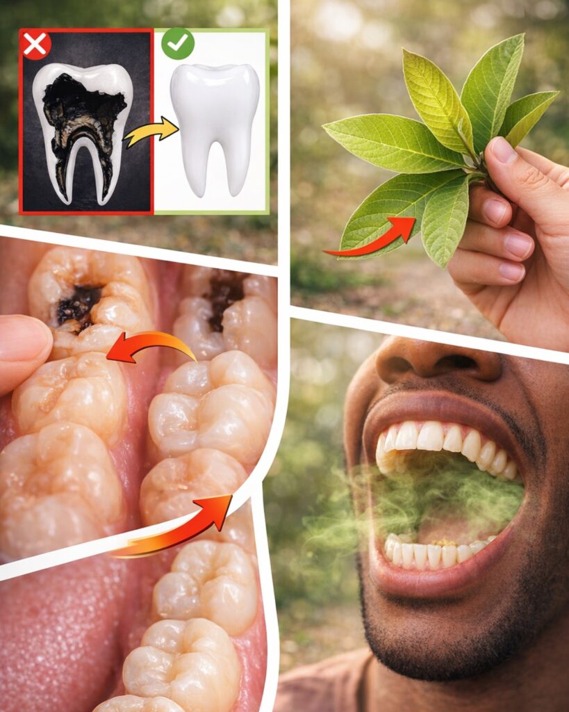 Top 3 Simple Ways Guava Leaves May Support Oral Health and Ease Tooth Discomfort Naturally