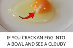 What Is That White String in an Egg