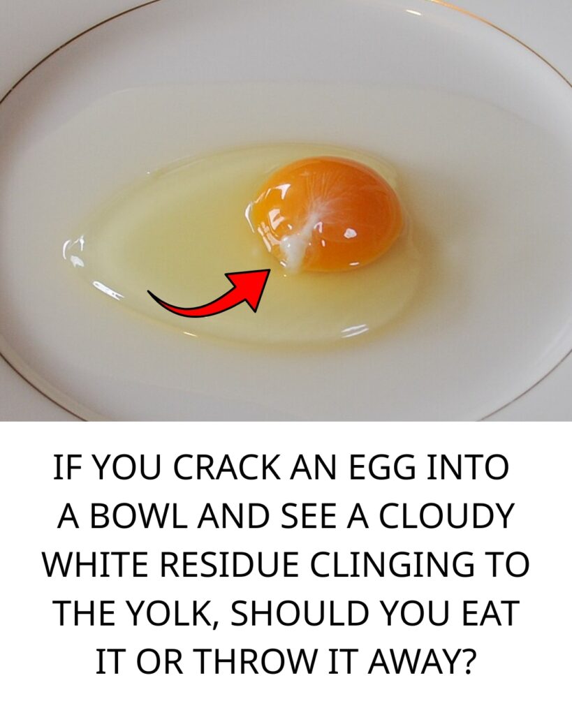 What Is That White String in an Egg