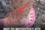 Why Mosquitoes Always Choose You: The Science Behind Their “Favorite Target”