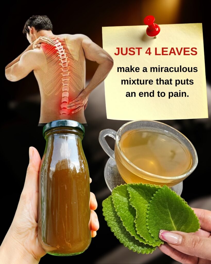 🌿 Natural Pain Relief: The Powerful Herbal Tea with Ginger, Mint, and “Caneleira” Leaves