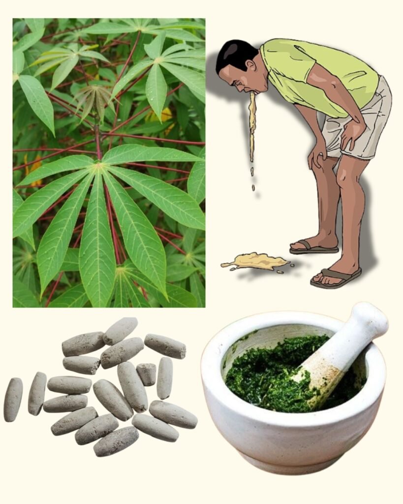 Natural Remedy for Vomiting: Simple Home Treatment Using Cassava Leaves