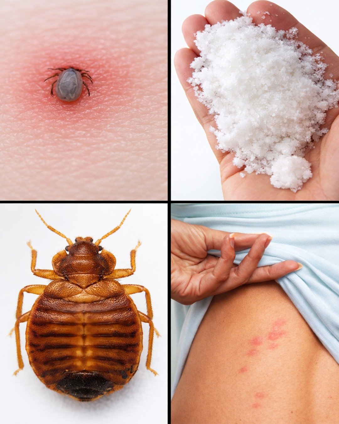 Bedbugs Will Disappear from Your Garden in a Few Minutes by Doing This… Or Will They? The Truth Revealed