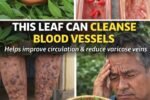 What You Need to Know About Using Neem Leaves to Support Blood Circulation and Vein Health Naturally
