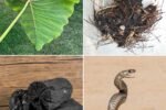 Traditional Snake Bite Remedies: What Our Ancestors Did and What You Should Know Today