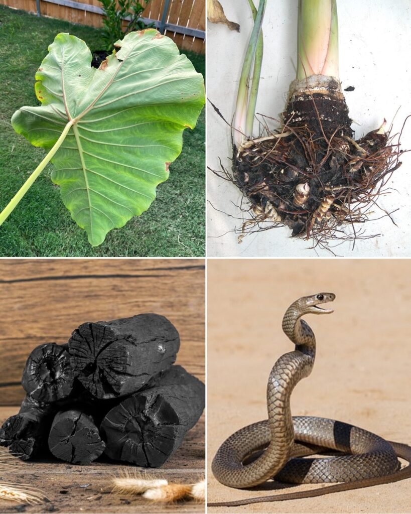 Traditional Snake Bite Remedies: What Our Ancestors Did and What You Should Know Today