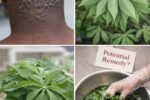 Annoying Bumps on Your Scalp? Try This Natural Remedy with Cassava Leaves